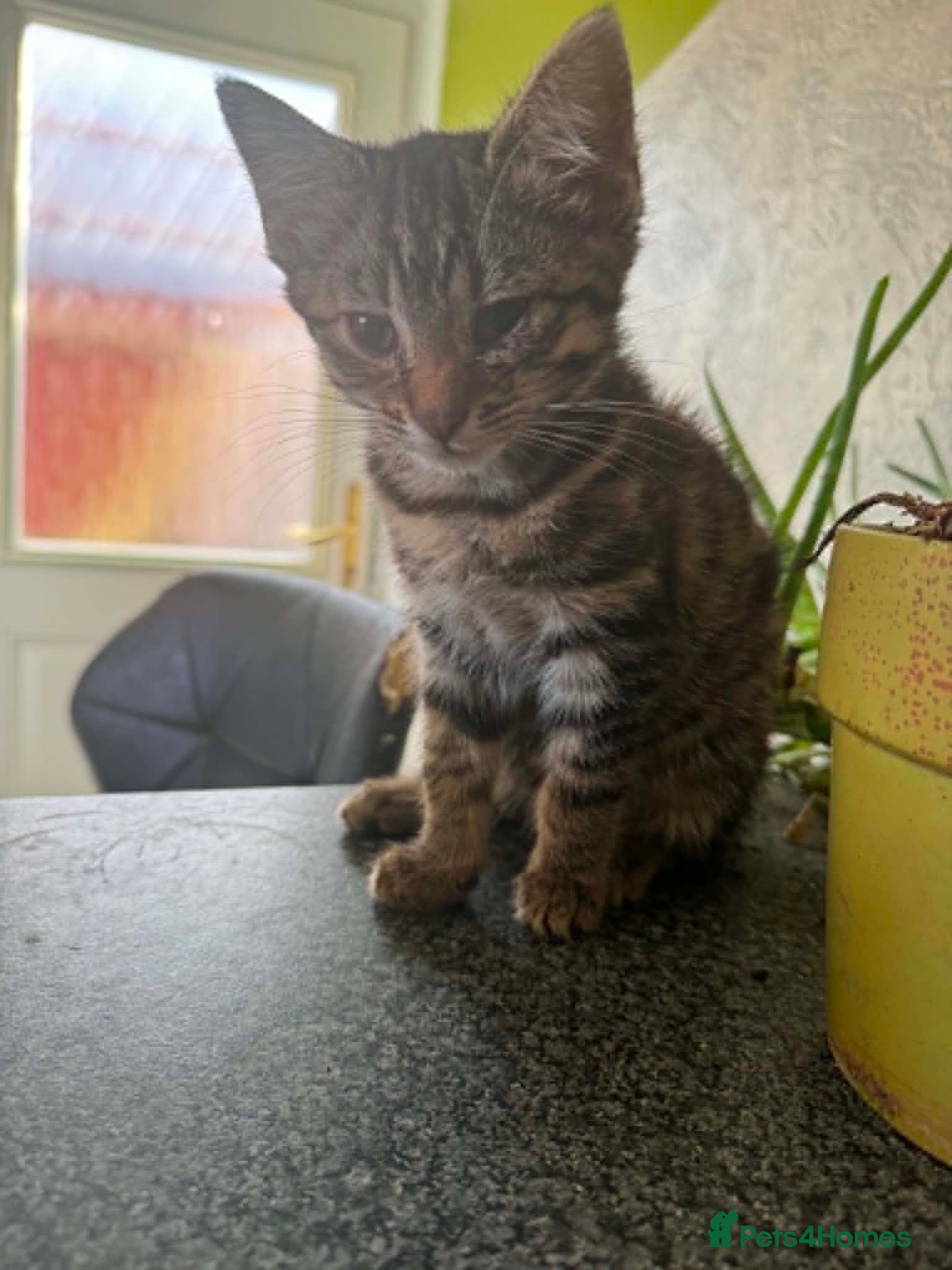 Mixed Breed cats Gorgeous Kittens Seeking Forever Homes - Advert 15