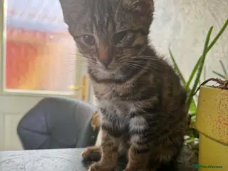 Mixed Breed cats Gorgeous Kittens Seeking Forever Homes - Advert 1