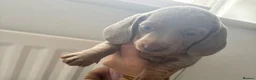 Miniature Dachshund dogs for sale: LILAC KC REGISTERED MINATURE DACHSHUND PUPPIES  - Advert 4