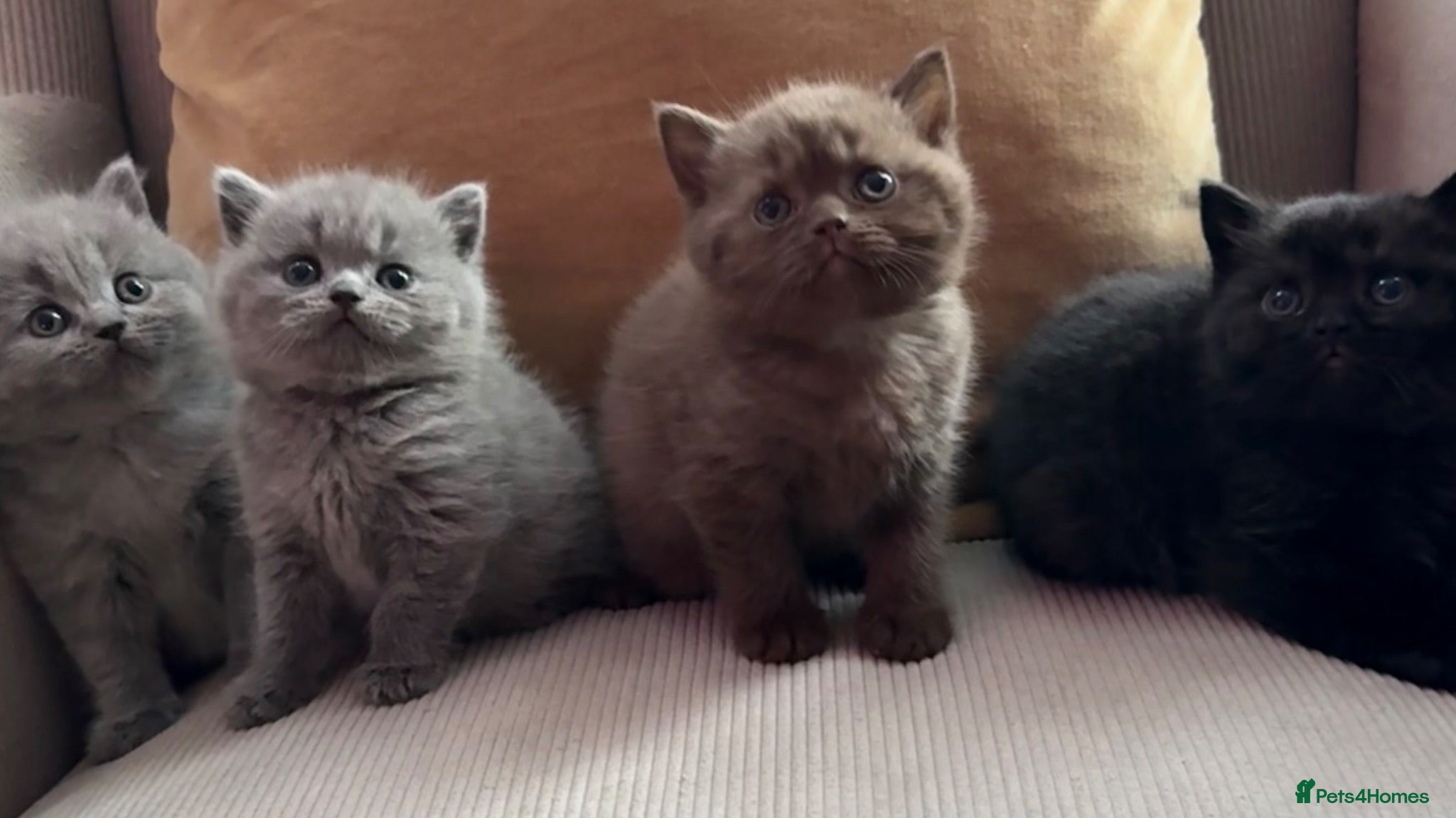 British Shorthair cats Stunning British short hair kittens  - Advert 1