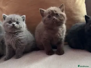 British Shorthair cats Stunning British short hair kittens - Advert 1