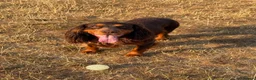 Cocker Spaniel dogs for sale: Working Cocker Spaniels - Advert 6