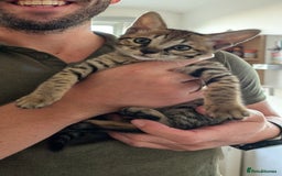 Savannah cats for sale: Savannah F6 female kitten Ready now  - Image 5