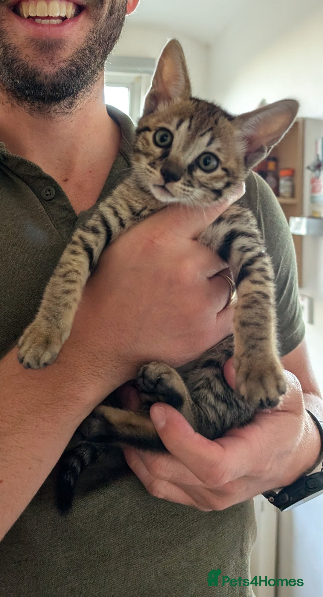 Savannah cats for sale: Savannah F6 female kitten Ready now  - Image 5
