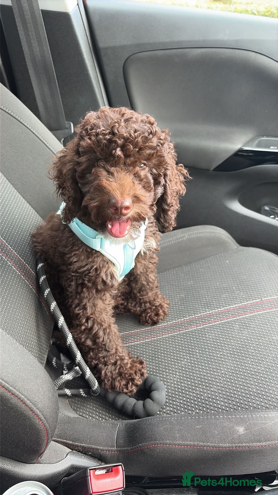 Mixed Breed dogs Cockerpoo puppy  - Advert 1