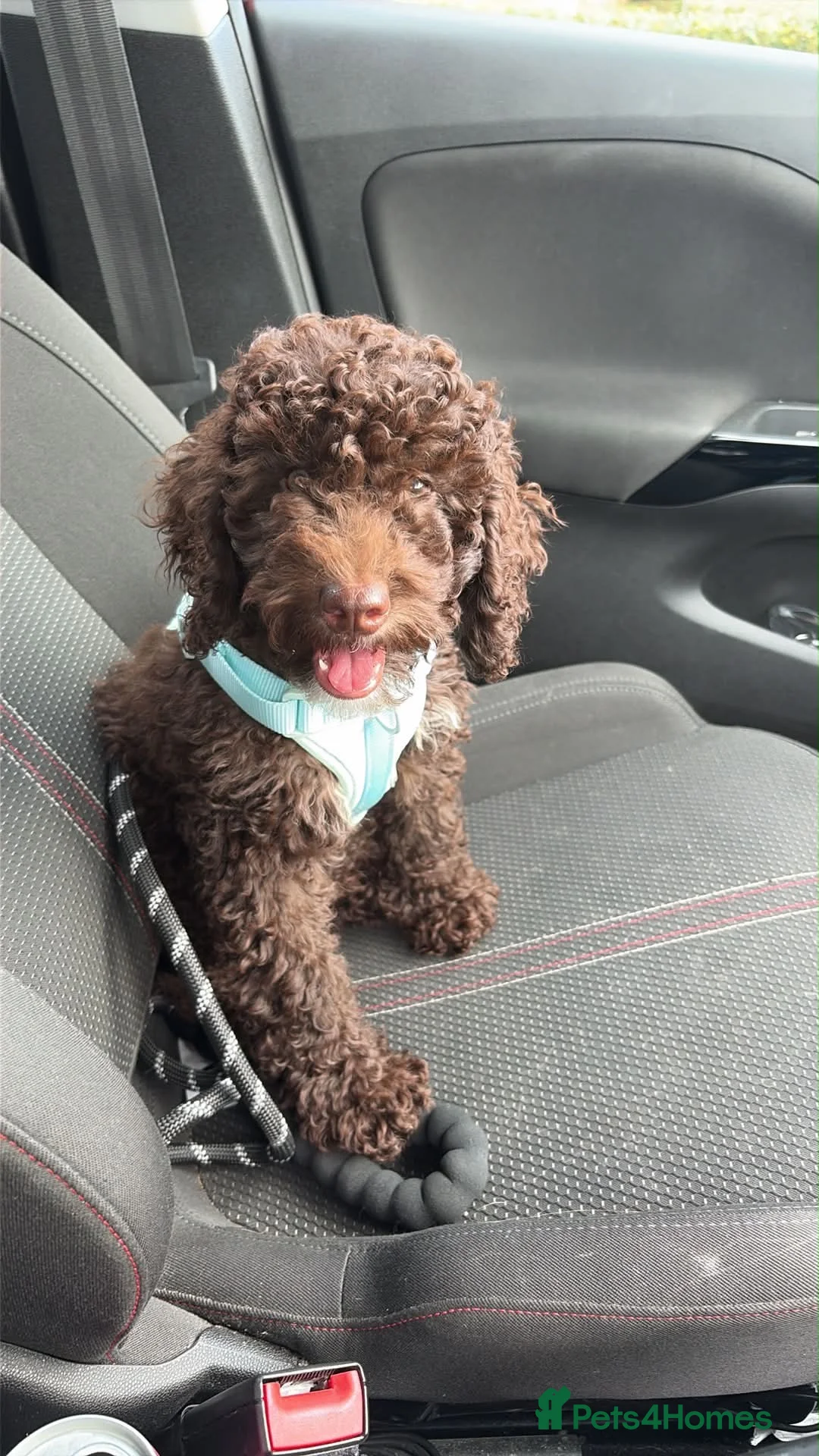 Mixed Breed dogs for sale: Cockerpoo puppy  - Advert 1