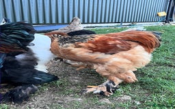Hens poultry for sale: Rare Buff Brahma Boys-calm and stunning - Image 6