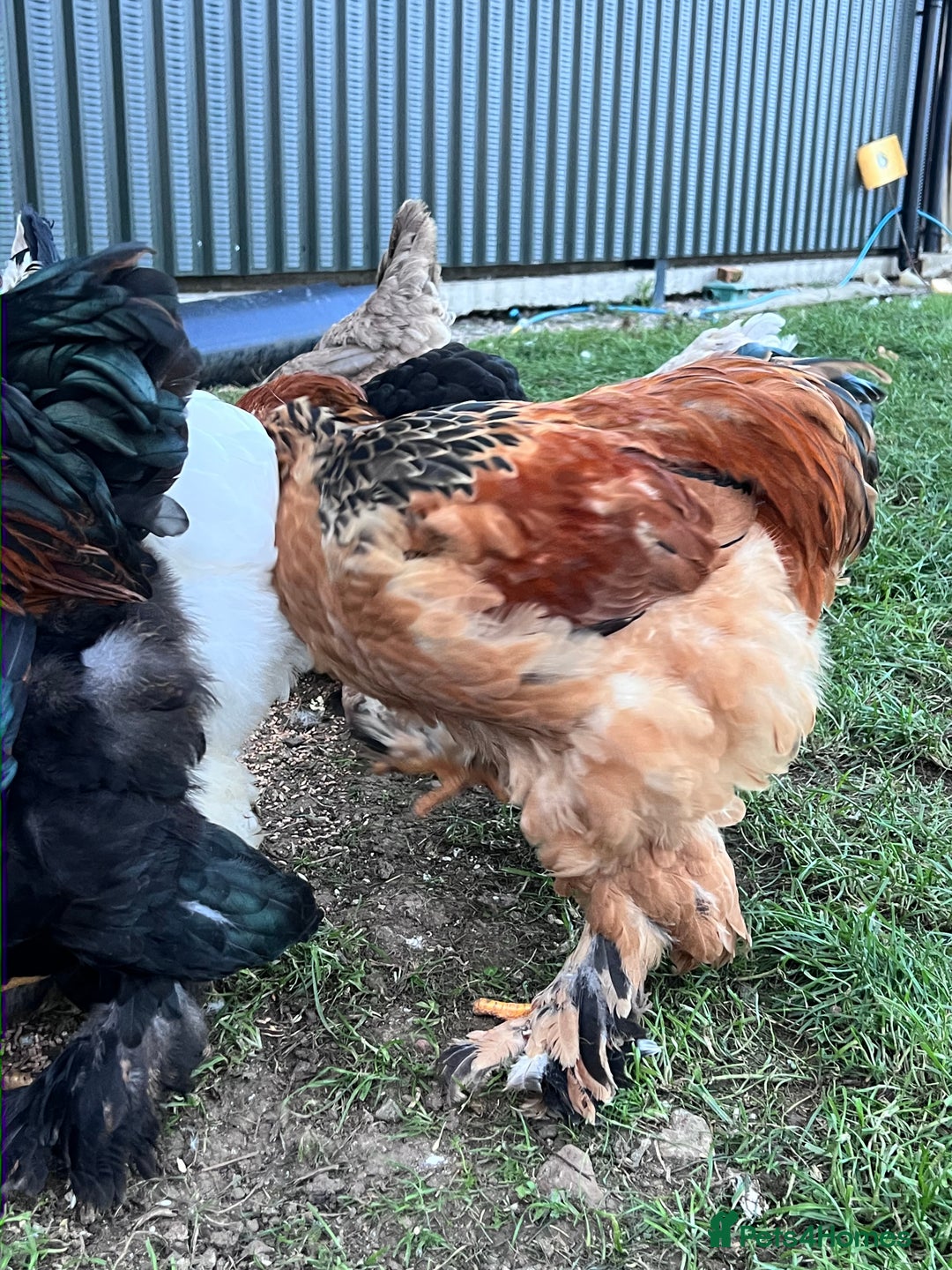 Hens poultry for sale: Rare Buff Brahma Boys-calm and stunning - Image 6