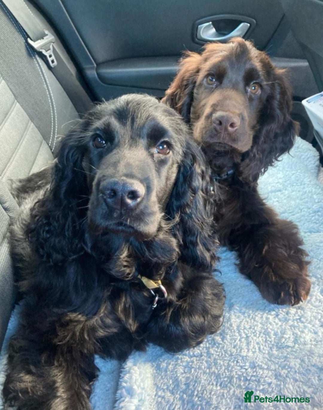 Cocker Spaniel dogs for sale: Cocker Spaniel puppies  - Image 17