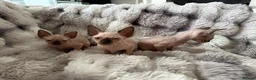 Sphynx cats for sale: Sphynx canadian kittens ready to leave now  - Advert 9