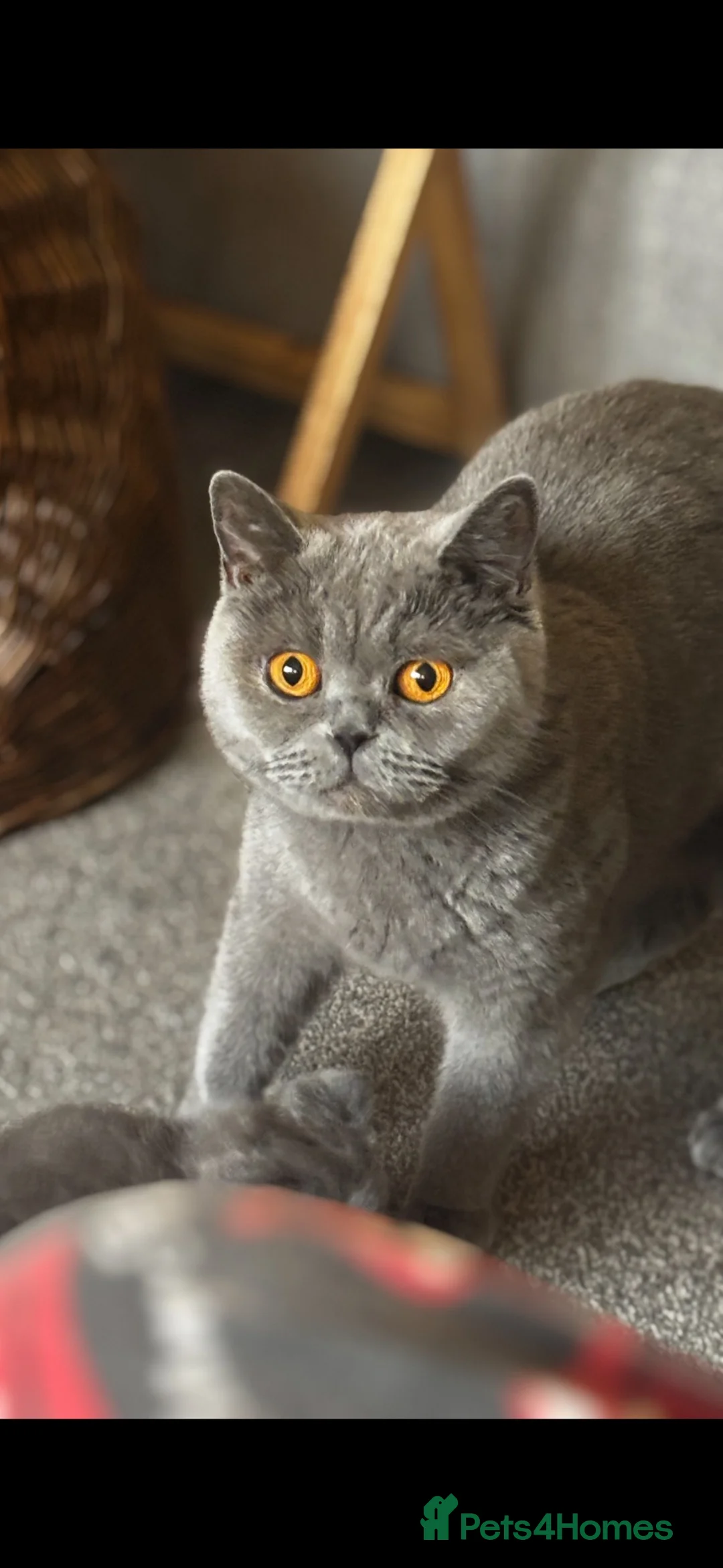 British Shorthair cats for sale: Exceptions kittens available to reserve  - Advert 1