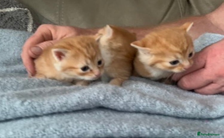 Domestic Shorthair cats - Advert 1