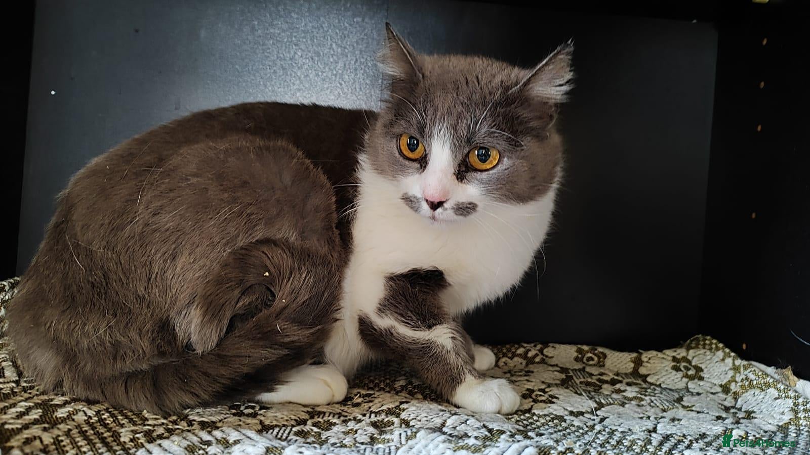 Mixed Breed cats for adoption: Marble, 6 months approx. Available for adoption. - Advert 2