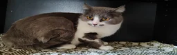 Mixed Breed cats for adoption: Marble, 6 months approx. Available for adoption. in Brixham - Advert 1