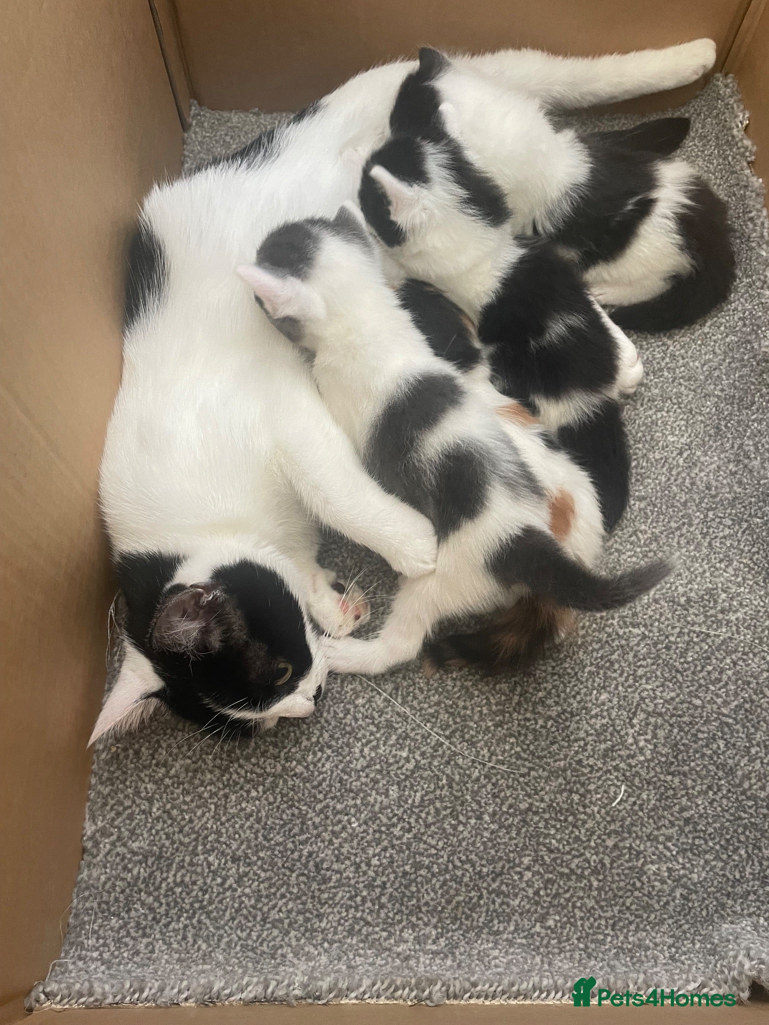 Mixed Breed cats Domestic Mixed Breed Kittens  - Advert 1
