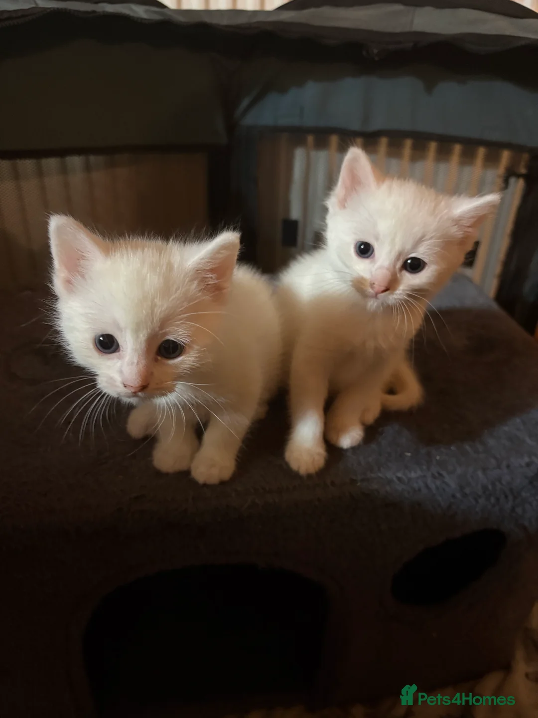 Mixed Breed cats for sale: 2 beautiful white kittens  in Horsham - Advert 2