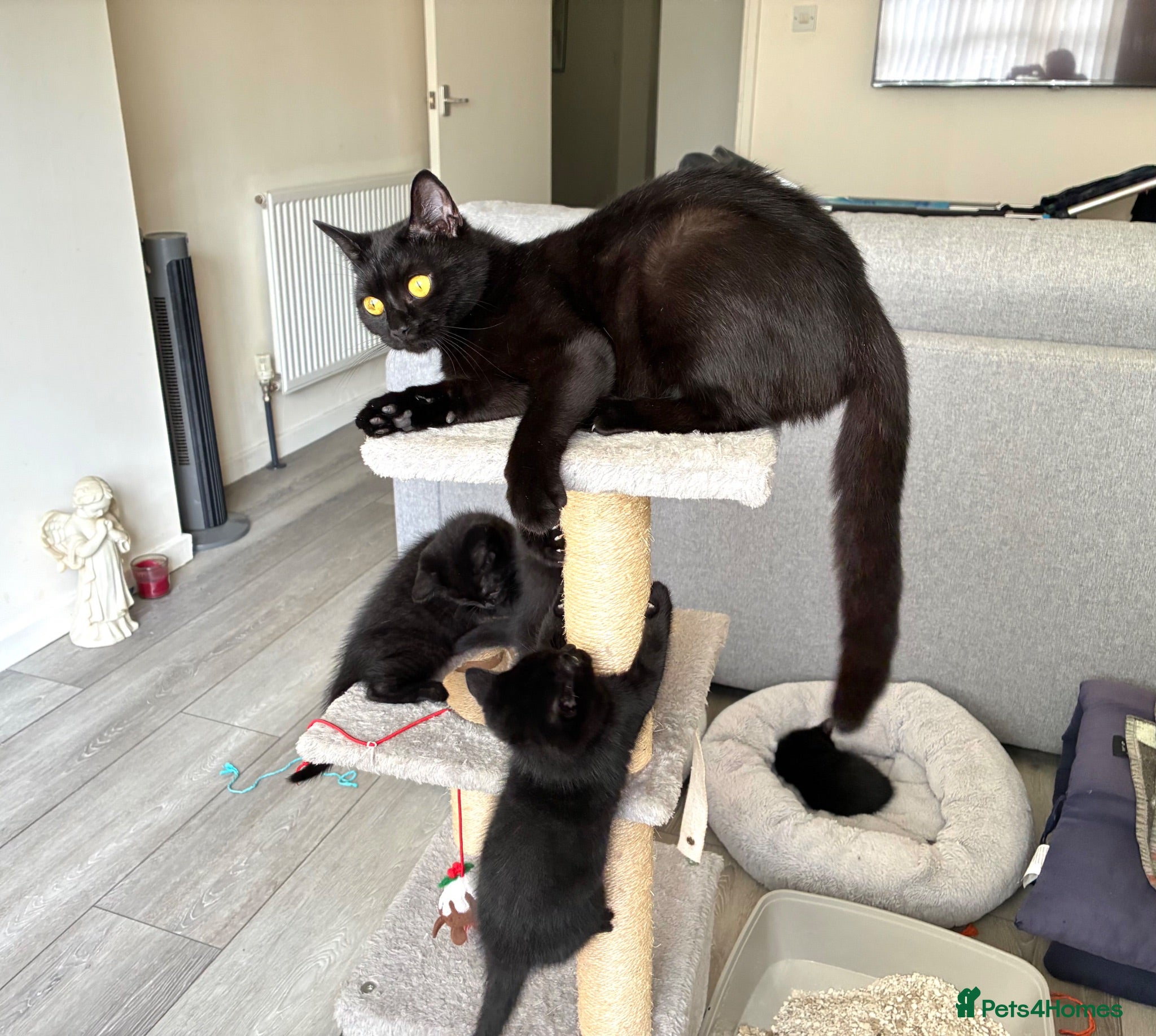 British Shorthair cats 2 x all black male kittens - Advert 2