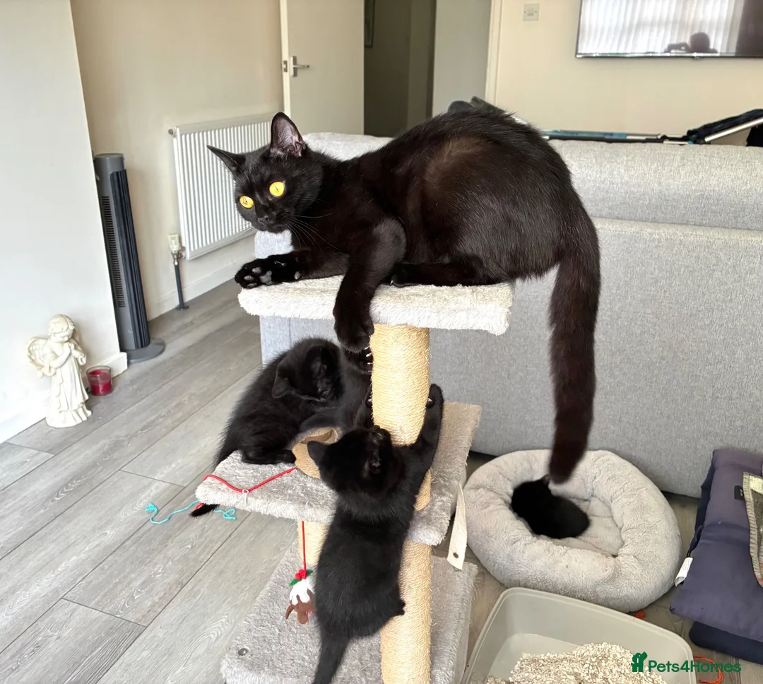 British Shorthair cats for sale: 2 x all black male kittens in Crawley - Advert 1