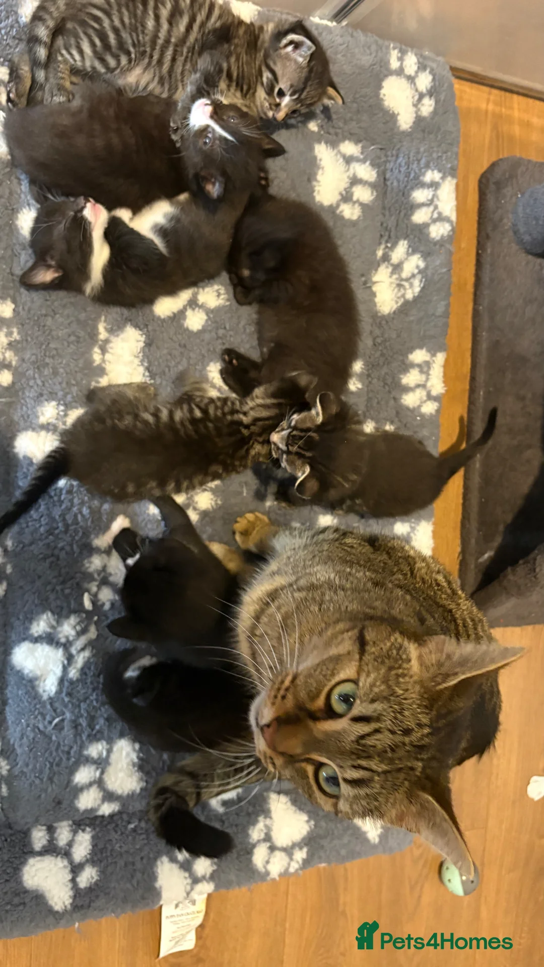 Mixed Breed cats for sale: Bengal cross kittens - Advert 7