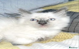 Ragdoll cats for sale: Pure Ragdoll kittens READY NOW!!! in Leicester - Image 16