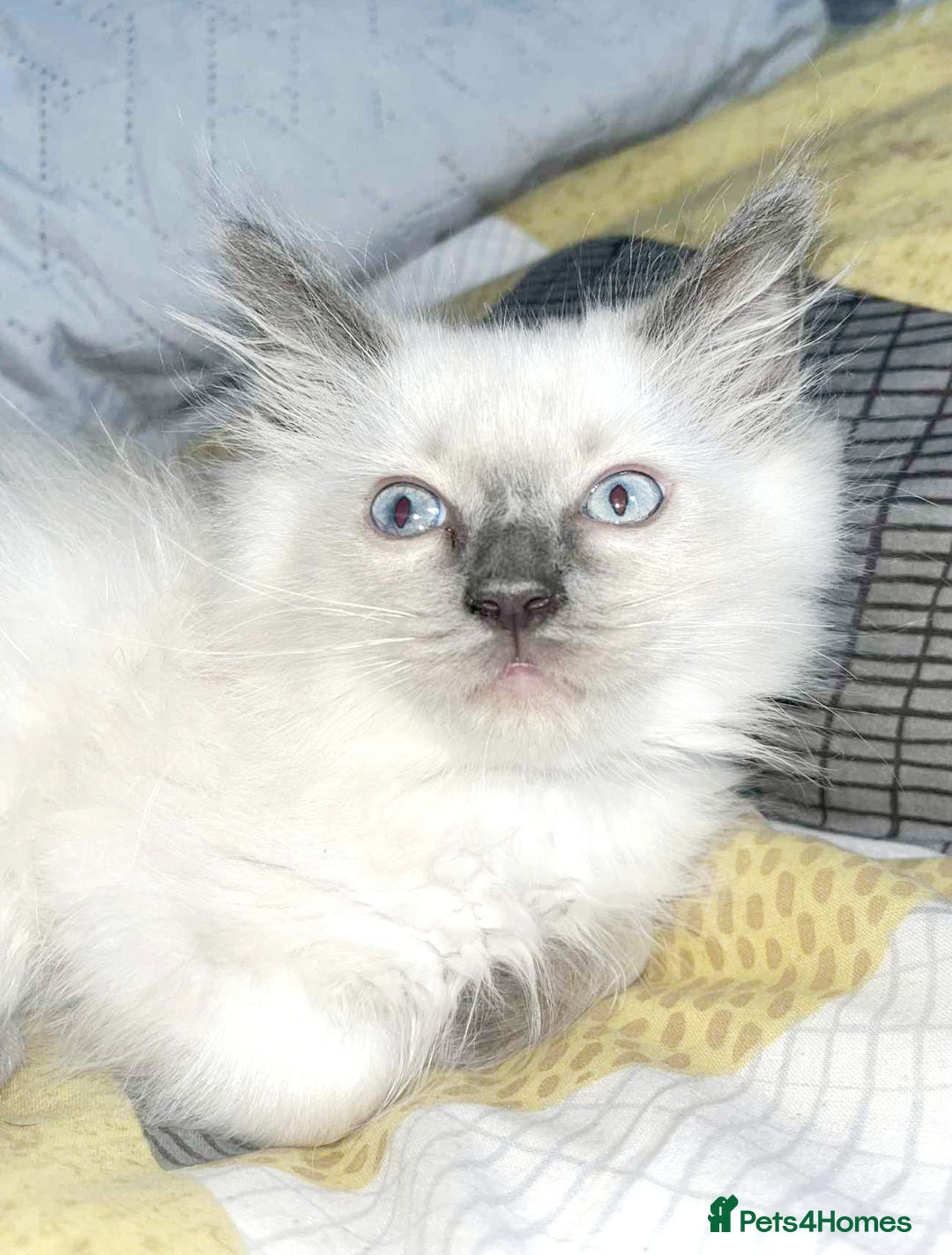 Ragdoll cats for sale: Pure Ragdoll kittens READY NOW!!! in Leicester - Image 16