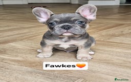 French Bulldog dogs for sale: French bulldog pups *Ready now*  - Image 3