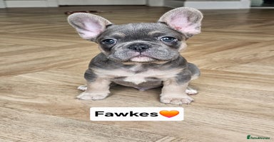 French Bulldog dogs - Advert 3