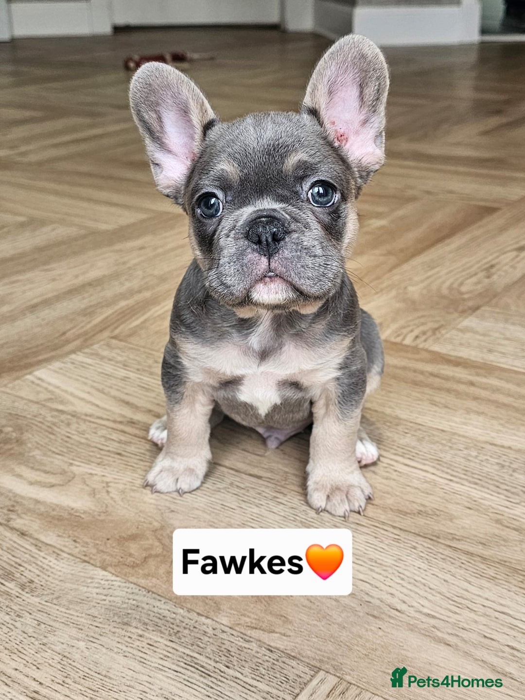 French Bulldog dogs for sale: French bulldog pups *Ready now*  - Image 3