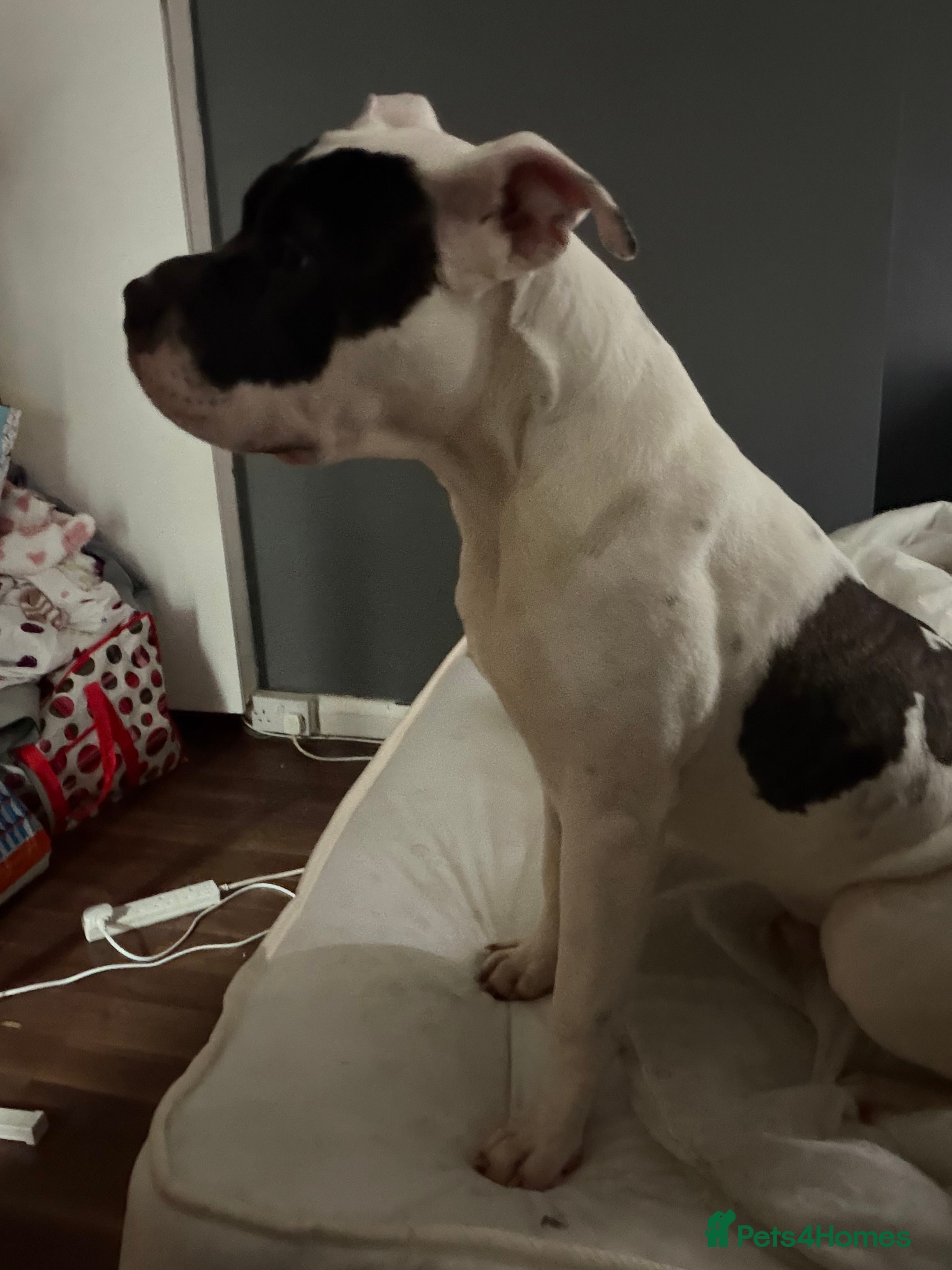 American Bulldog dogs Rocket - Advert 17