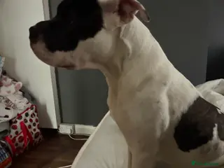 American Bulldog dogs Rocket - Advert 6