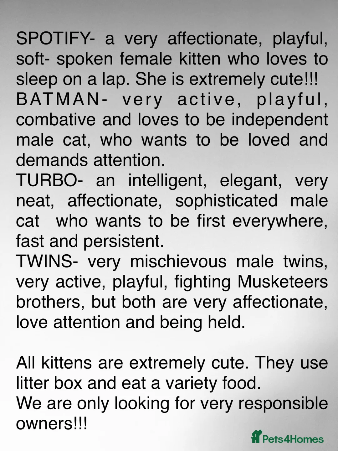 Mixed Breed cats for sale: Kittens has been finished their nursery  - Advert 2