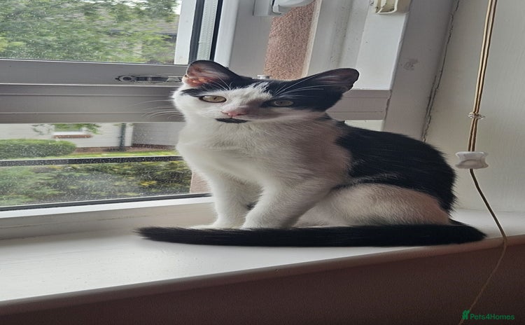 Domestic Shorthair cats - Advert 1