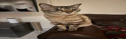 Bengal cats for sale: 5 year old Bengal Snow Mink - Advert 5