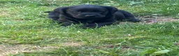 Labrador Retriever dogs for sale: Royal Kennel club registered puppies - Advert 21