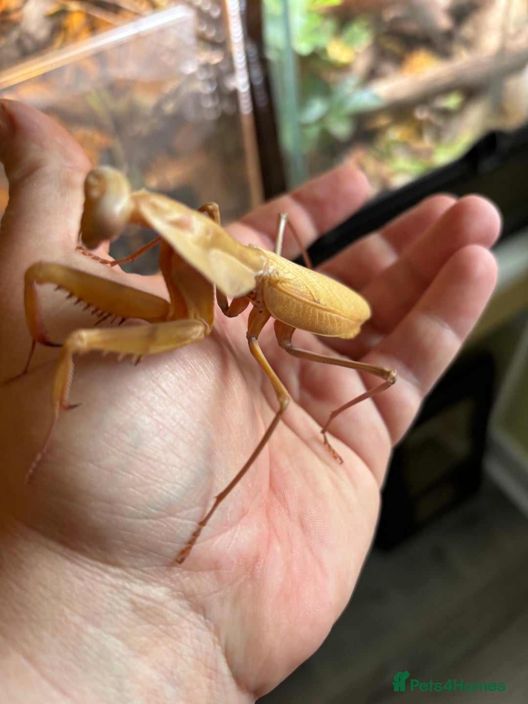 Praying Mantis invertebrates for sale: Praying Mantises for sale  - Image 2