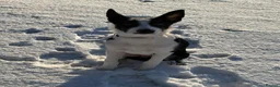 Mixed Breed dogs for sale: 9 month old border kelpie - Advert 2