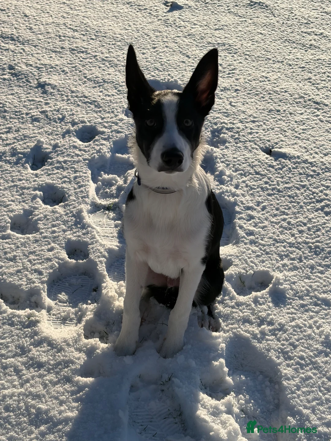 Mixed Breed dogs for sale: 9 month old border kelpie - Advert 2