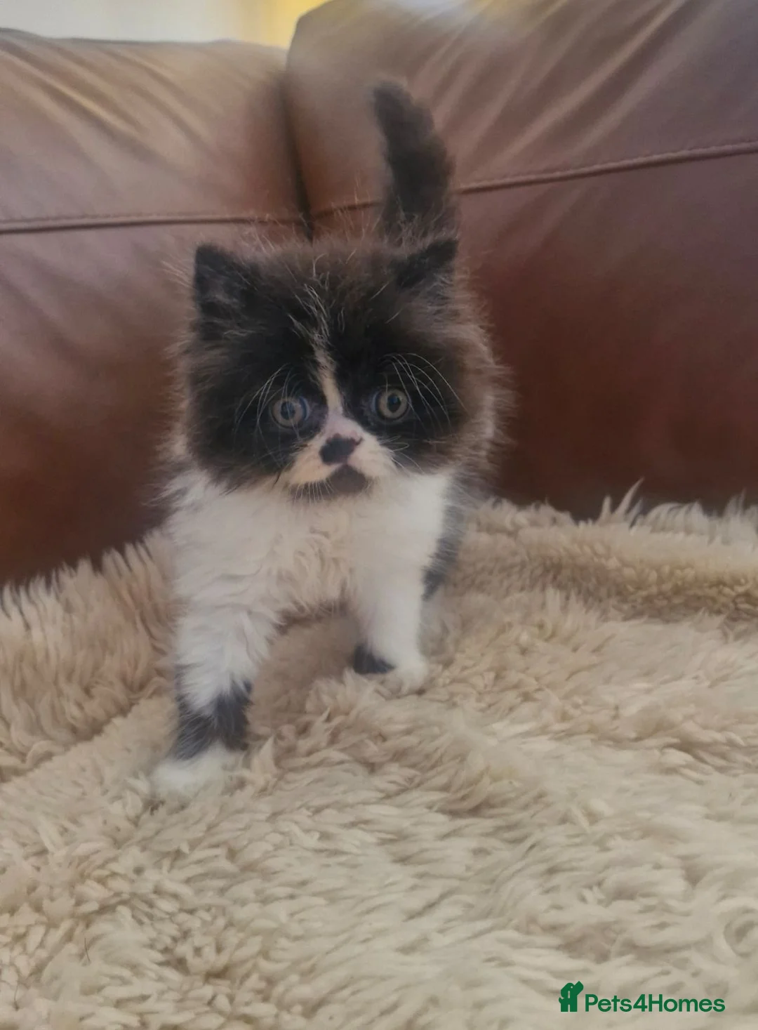 Exotic cats for sale: Persian exotic kittens ready now! - Advert 2