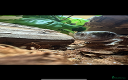 Skink reptiles for sale: Blue tounged skink  in Bristol - Image 2