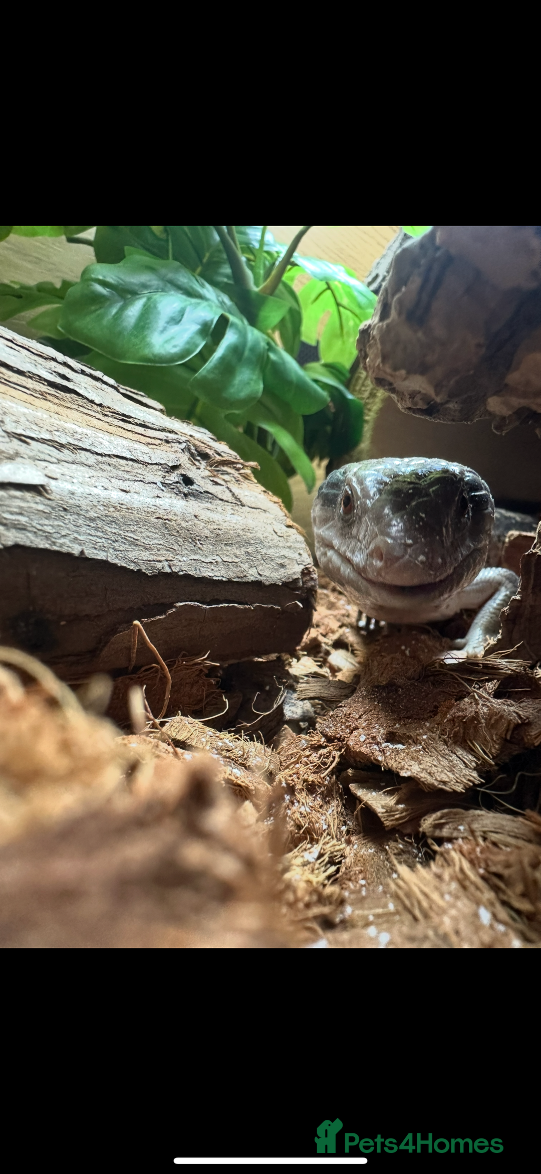 Skink reptiles for sale: Blue tounged skink  in Bristol - Image 2