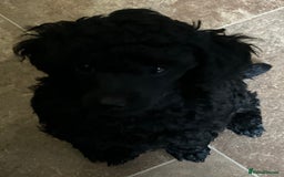 Toy Poodle dogs for sale: Purebred black toy poodle - Advert 9