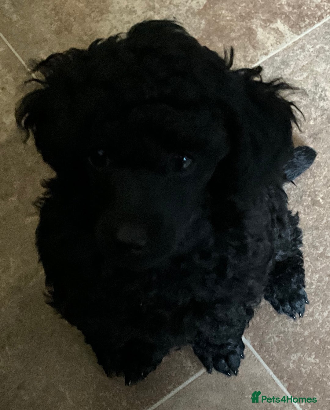 Toy Poodle dogs for sale: Purebred black toy poodle - Advert 9