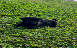 Labrador Retriever dogs for sale: Labrador Retriever Puppies  - Image 9