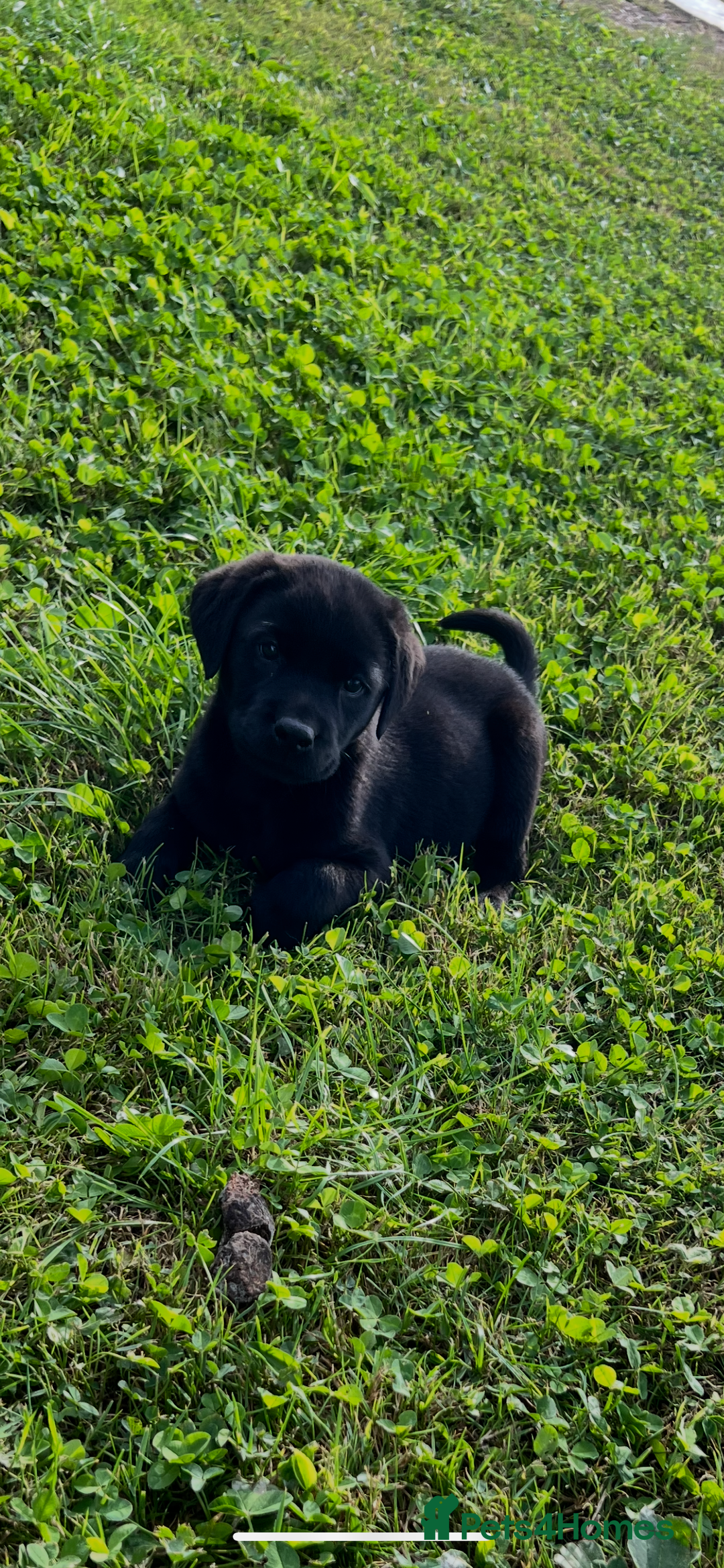 Labrador Retriever dogs for sale: Labrador Retriever Puppies  - Image 9