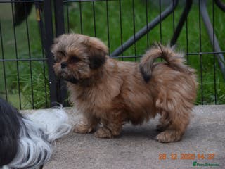 Shih Tzu dogs SHIH TZU STANDARD - PURE BREED - Advert 8