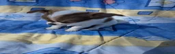 Chihuahua dogs for sale: Stunning Long-Haired Chihuahua Puppies in Guildford - Advert 19