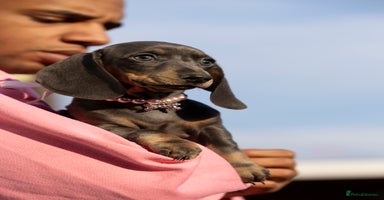 Miniature Dachshund dogs Blue and tan miniature dachshund  - Advert 7