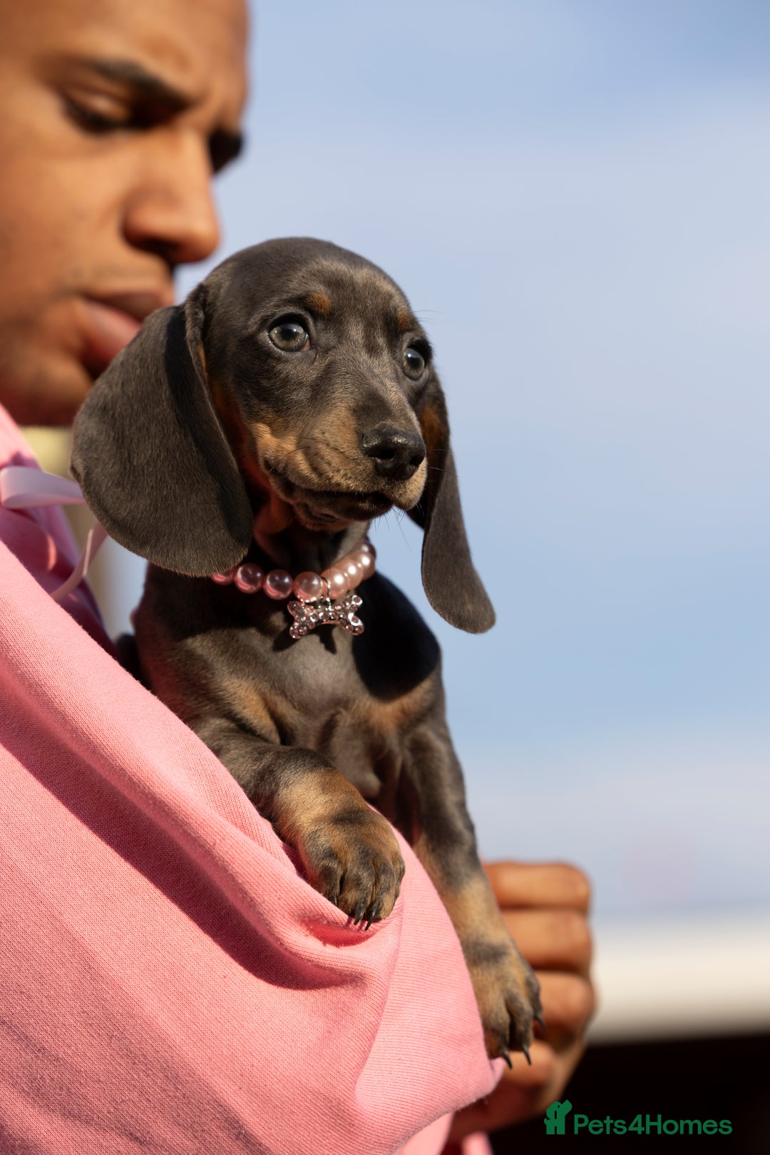 Miniature Dachshund dogs for sale: Blue and tan miniature dachshund  - Advert 2