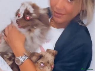 Pomeranian dogs Merle Pomeranian - Advert 1