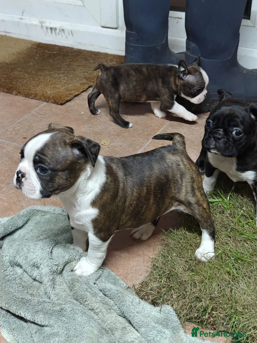 Boston Terrier dogs for sale: Beautiful Boston Terrier Cross Puppies - Advert 1